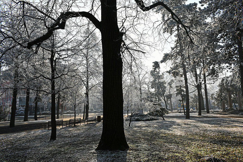 冬天树林里的树
