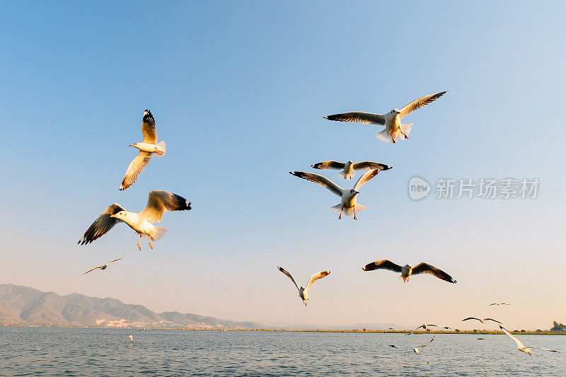 缅甸茵莱湖碧空中飞翔的海鸥