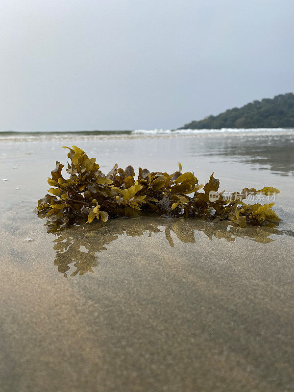 在印度海滩沙滩上被冲上岸的海藻上产的一群鱼卵的特写图片，退潮，背景中有破水，重点在前景