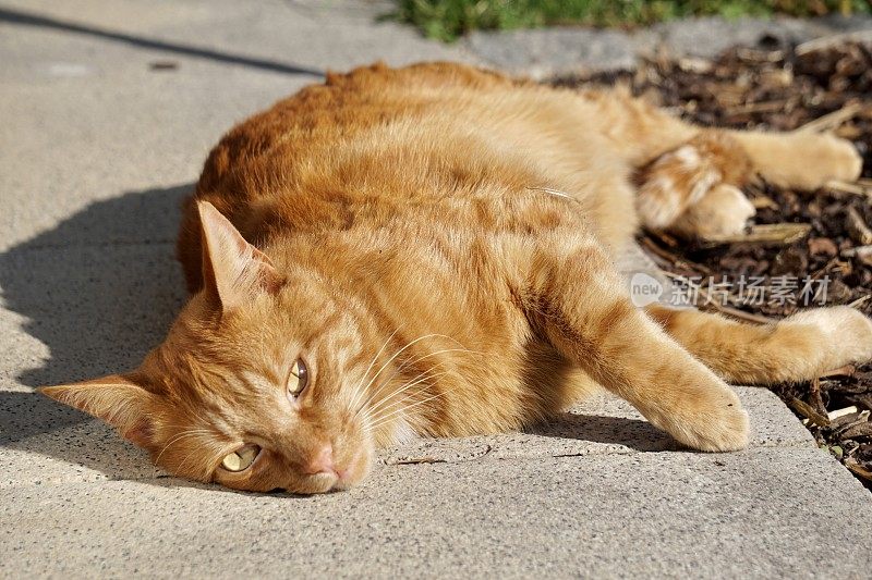 那只橙色的猫躺在地板上玩耍。金毛猫在阳光明媚的日子里躺在地板上。一只橙色的猫躺在地板上玩耍。
