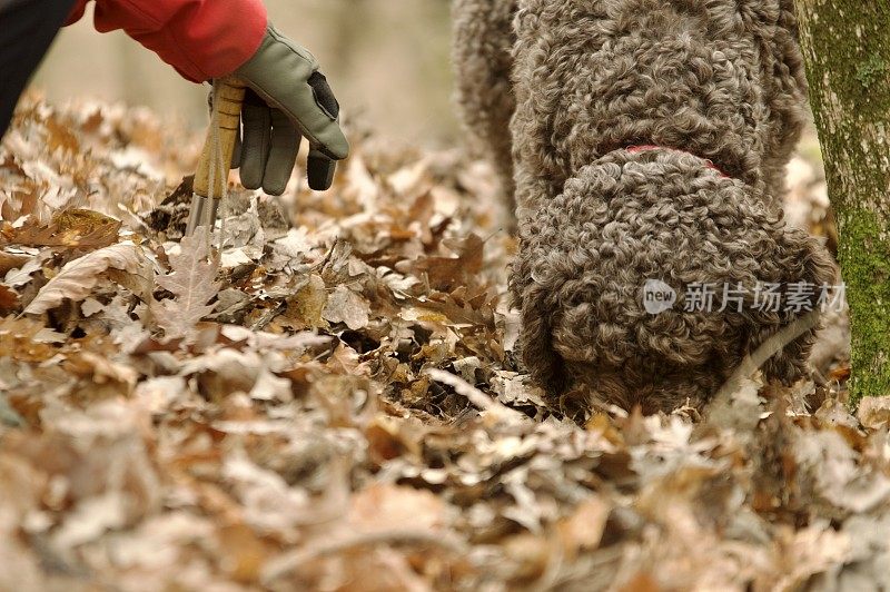 在树林里寻找松露