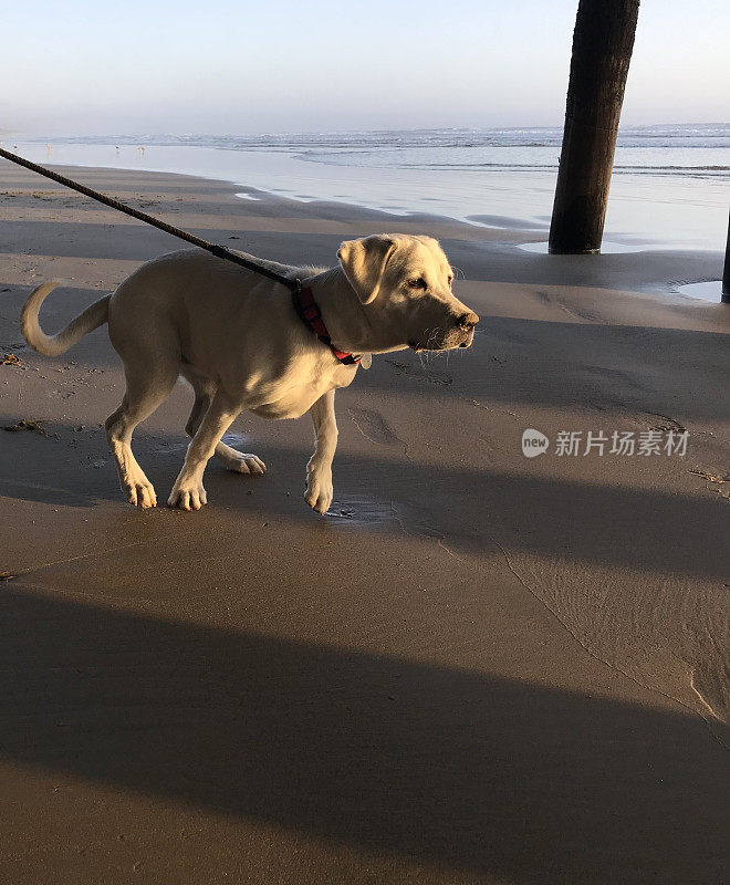 拉布拉多猎犬小狗