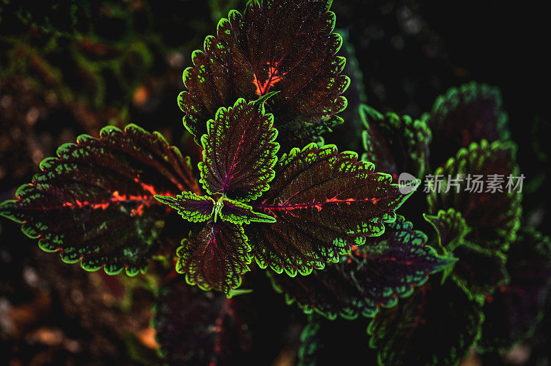 金盏花植物背景的顶部视图。