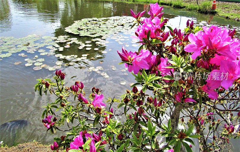 日本。4月。池塘边的杜鹃花。