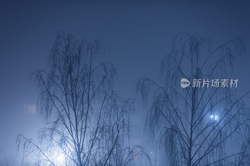 雾。夜晚的城市。潮湿的天气。树的轮廓