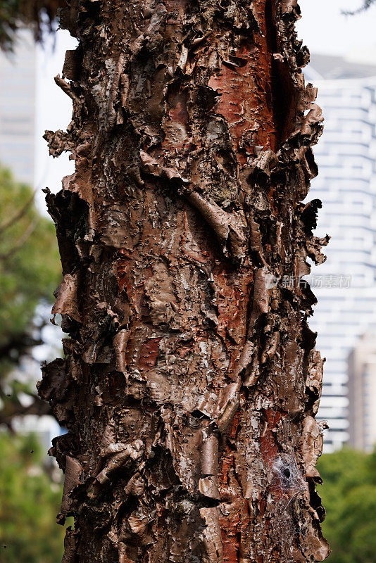 粗糙的克林基松树树干，
南洋杉hunsteinii