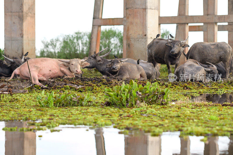 在泰国南部的巴达隆，一小群泰国水牛