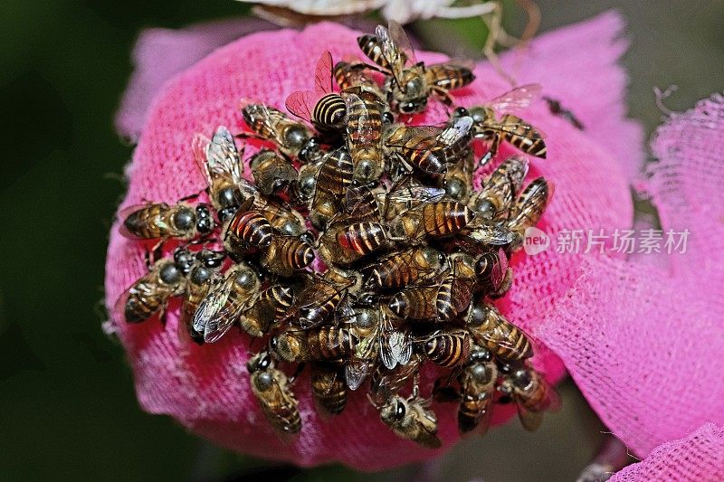 封闭蜜蜂在喂食-动物行为。