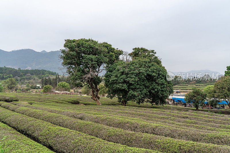 多云的早晨，茶园里的茶树