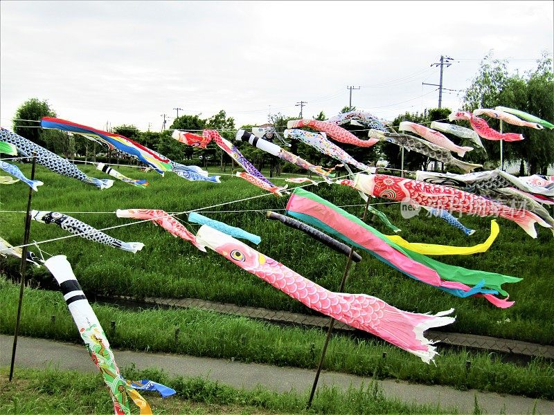 日本。五月初。儿童节。Koinobori，传统的日本鲤鱼形状的风袜漂浮在空中。