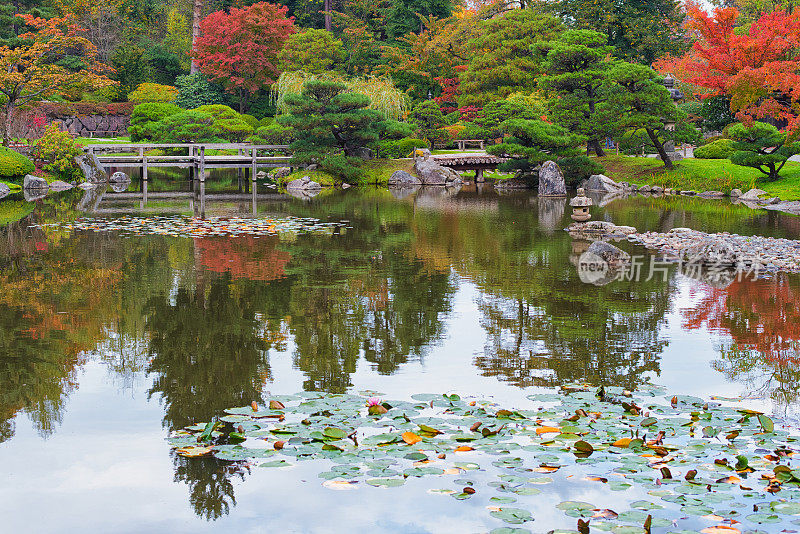 秋季日本花园锦鲤池