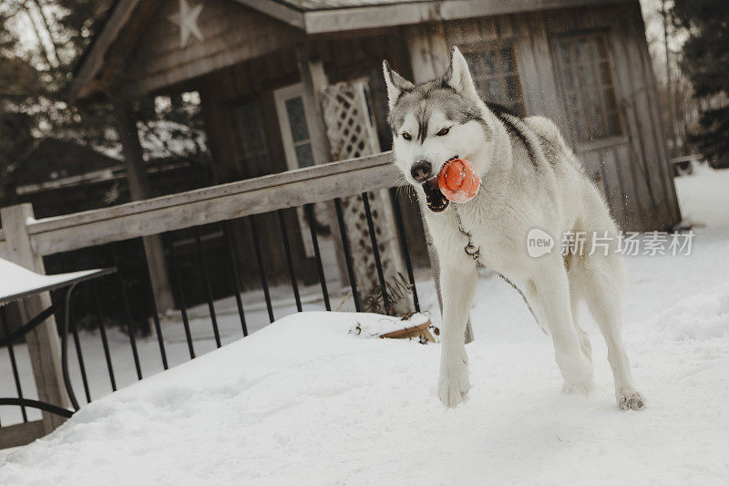 哈士奇在雪地里玩耍