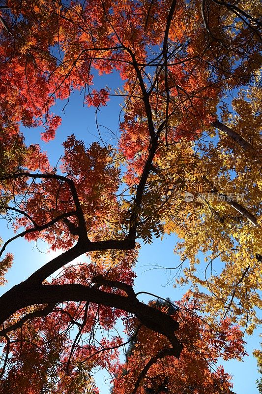 橡树格伦的秋天树