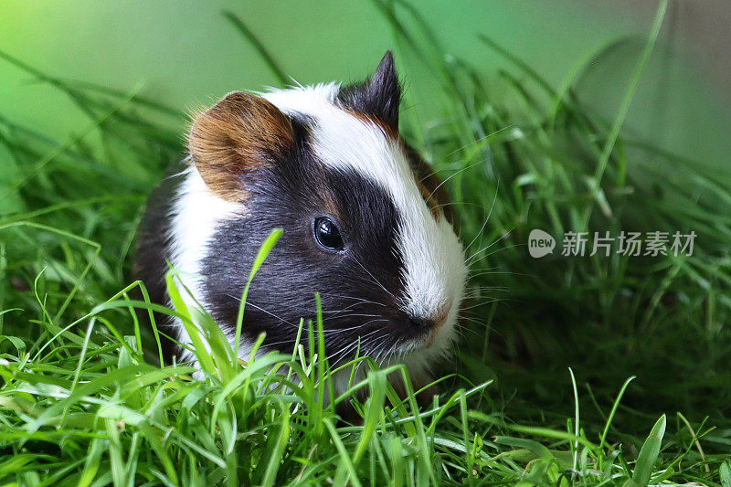 母猪，美国三色豚鼠，幼鼠，黑色，姜黄色和白色的豚鼠坐在修剪的草地上，看着相机，模糊的绿色背景，聚焦于前景