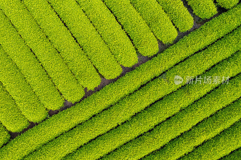 春天俯瞰郁郁葱葱的茶园