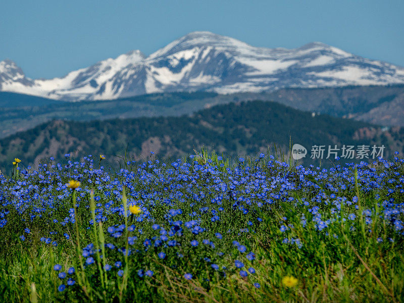 蓝色的野花选择性地聚焦在雪山奥杜邦山，印第安山峰荒野地区，科罗拉多州后面。