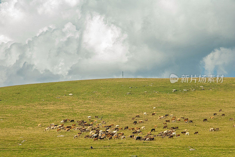 一群牛在高原上吃草