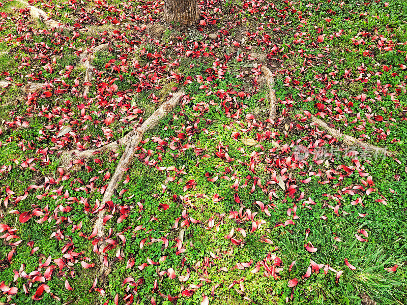 红叶洒在公园的绿草地上