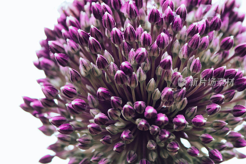 Allium，夏日鼓手