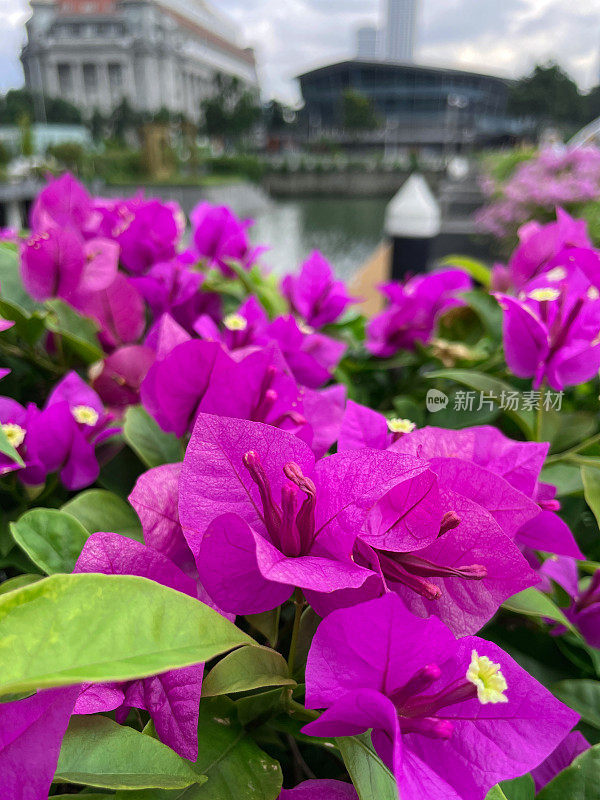 斯里兰卡科伦坡加勒菲斯格林花卉边界的特写图像，热带粉红色的三角梅花苞片，黄色的花和郁郁葱葱的绿叶，攀援观赏开花的三角梅藤，摩天大楼，多云的蓝天，重点在前景