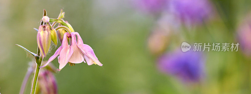 我花园里的美丽花朵