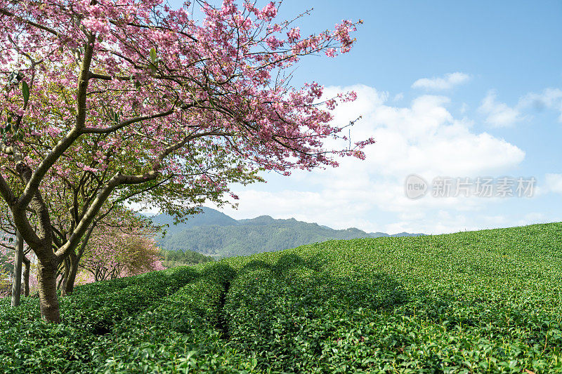 美丽的樱花有机茶园