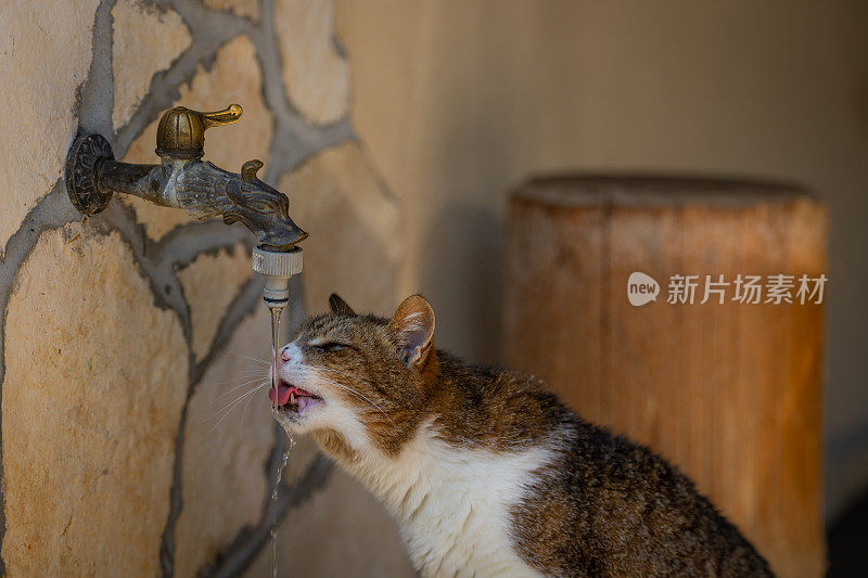 猫在炎热的夏天喝水