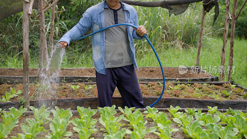 农民用软管给蔬菜畦浇水。