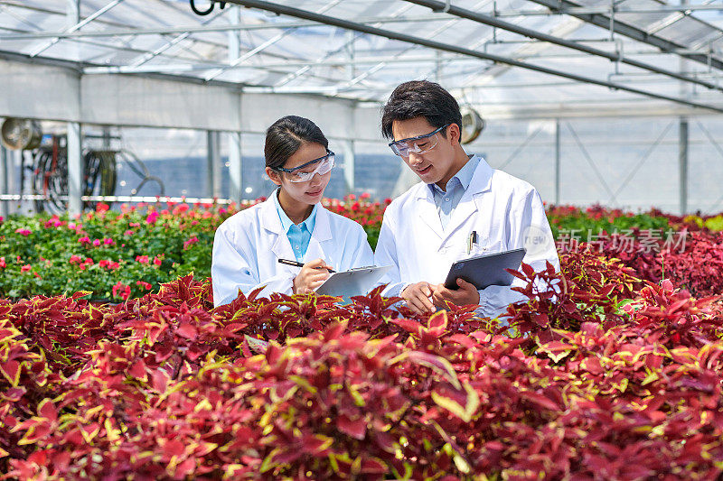 两位亚洲科学家在花卉温室检查植物