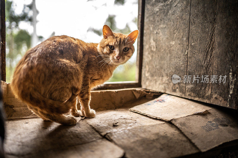 猫坐在窗前