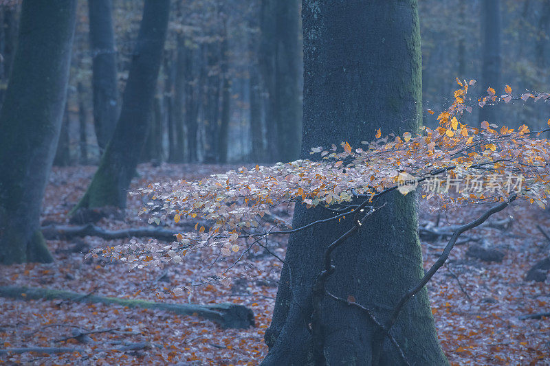 维卢威自然保护区秋天早晨的山毛榉树