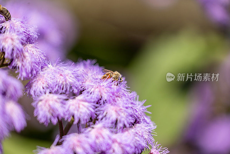 蜜蜂授粉，美丽的紫色，蓬松的热带花，背景与复制空间