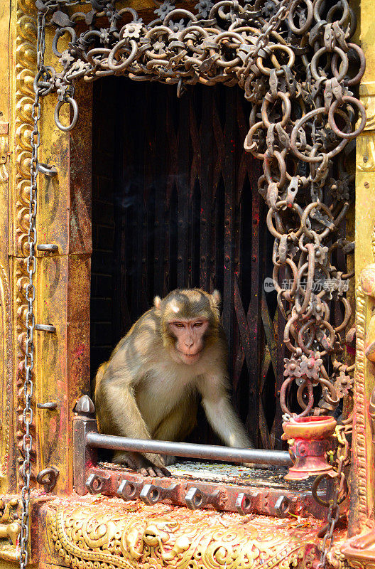 Swayambhunath，猴庙——恒河猴站在佛塔门口，尼泊尔加德满都