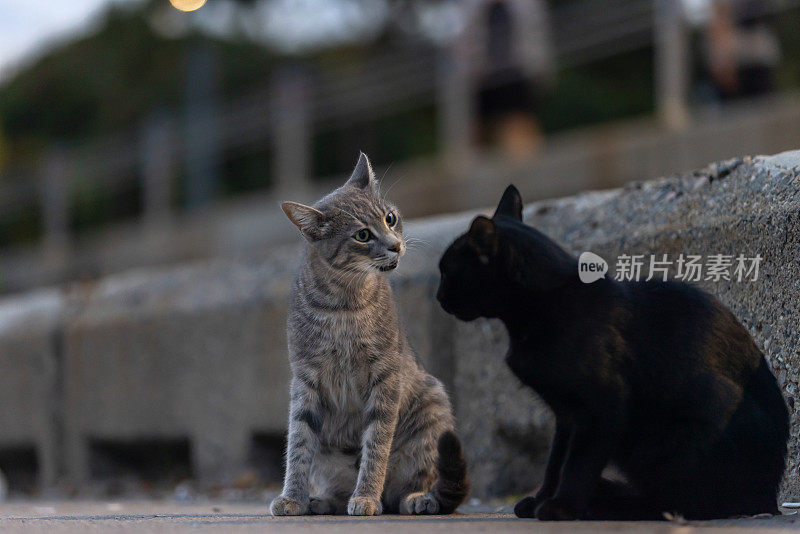 两个流浪猫的连接。