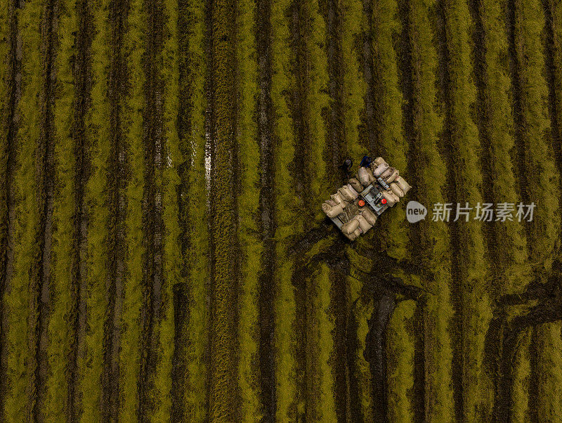摘要航拍照片的稻草碾压机在田地里运行，创造秸秆从收获的水稻，天江省