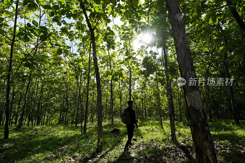 当地柚木种植园的农民