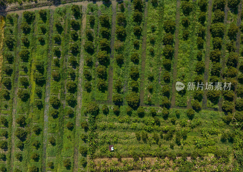 航拍的热带榴莲花园在后江省，榴莲树种植成行。