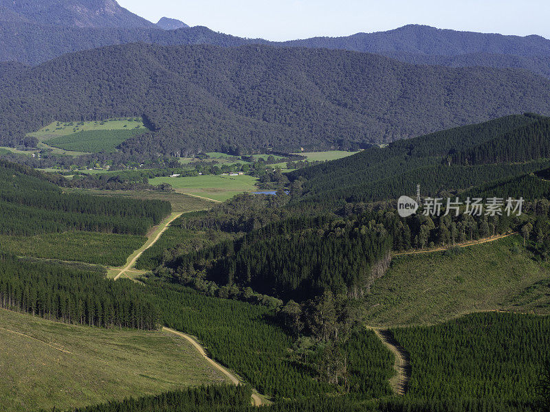 松林和山林