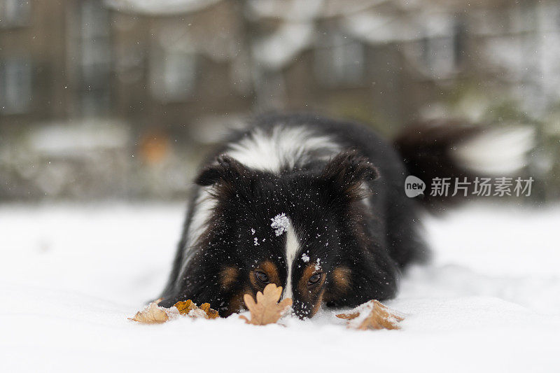 设得兰牧羊犬在雪地里玩耍