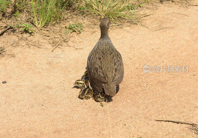 红Spurfowl