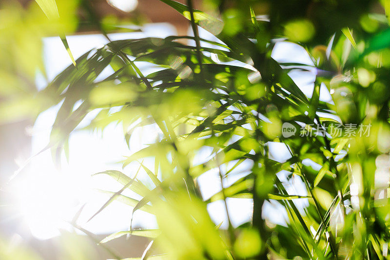 室内植物变色龙特写