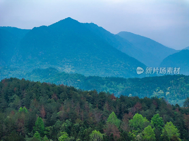 青山森林风光