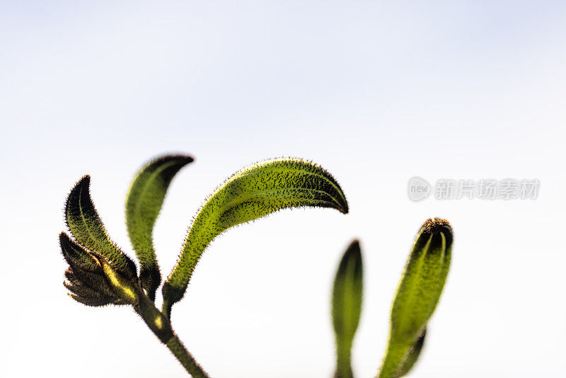 特写美丽的黑袋鼠爪在阳光下，大鳄，背景与复制空间