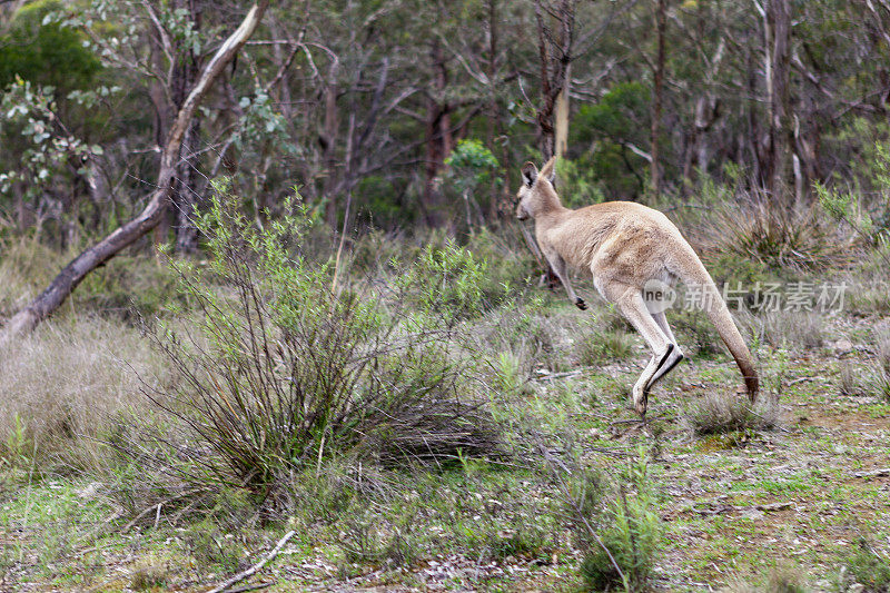 东部灰袋鼠，Bungonia国家公园，新南威尔士州，澳大利亚