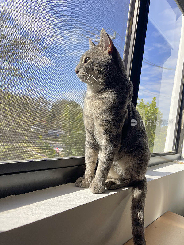 家猫坐在窗台上向外看