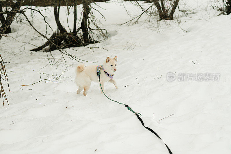 雪上的白色柴犬