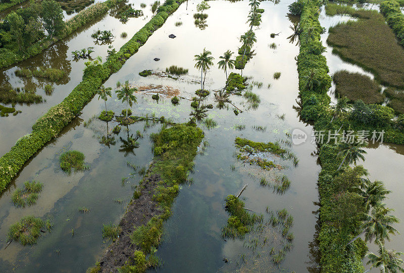 越南金茂省广泛的虾养殖泻湖和典型的水草