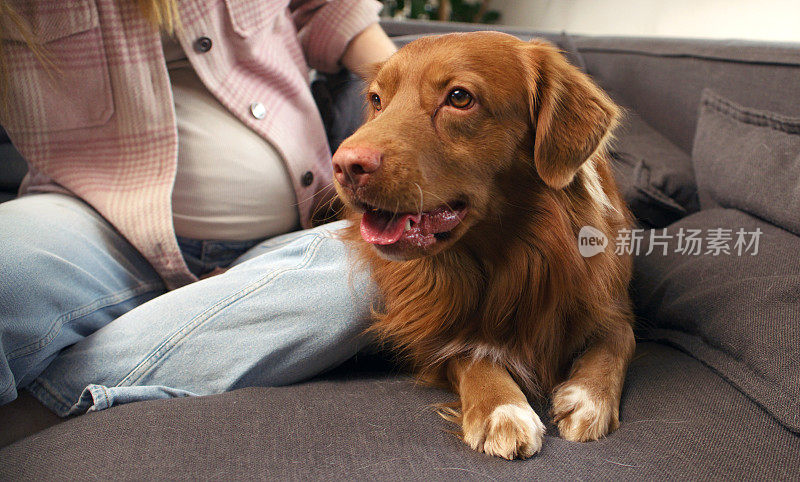 一位女士和心爱的宠物狗新斯科舍省鸭鸣猎犬一起躺在沙发上，愉快地抚摸着它