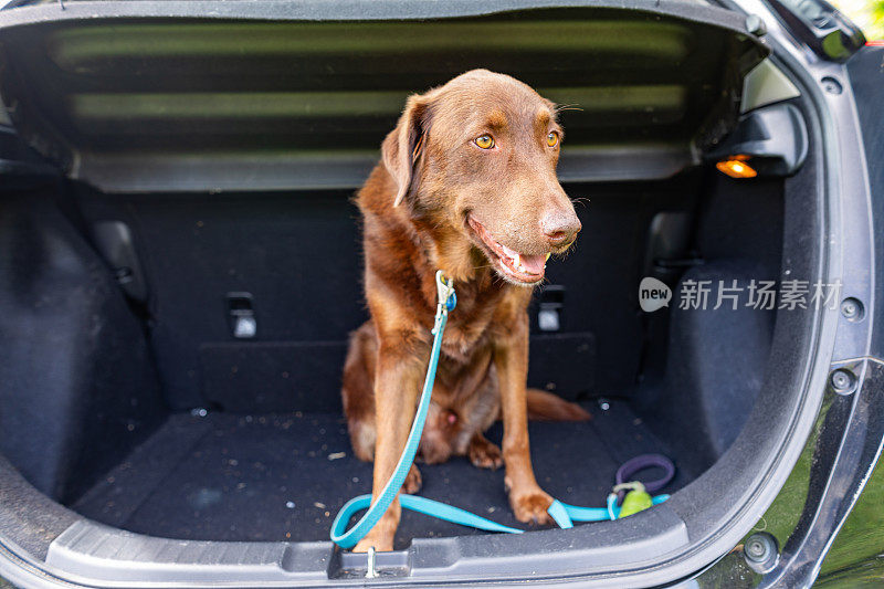 狗在车后座等着搭车