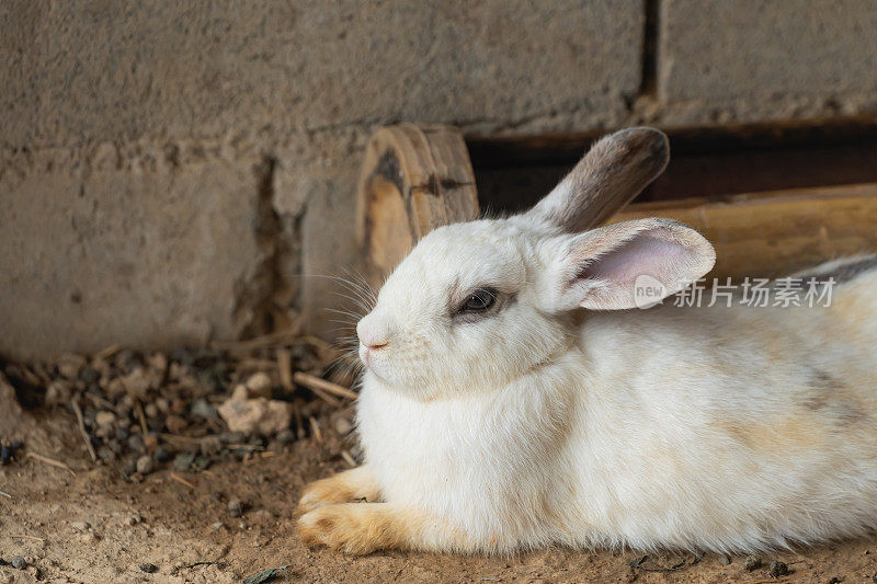 一只白兔躺在砖墙前的地上。兔子在它的环境中很放松和舒适